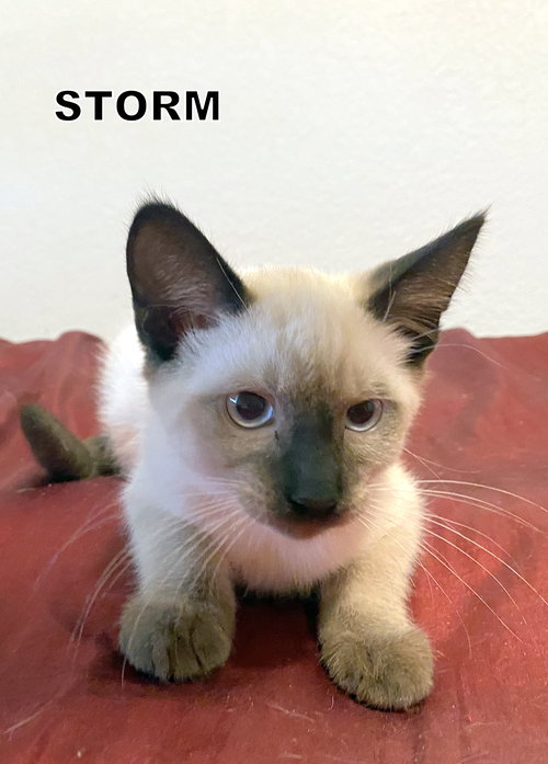 Storm (Kitten)