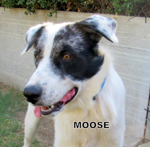 Moose