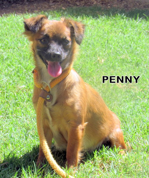 Penny