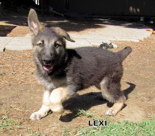 Lexi (Puppy)