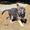 Lexi (Puppy)