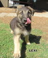 Lexi (Puppy)