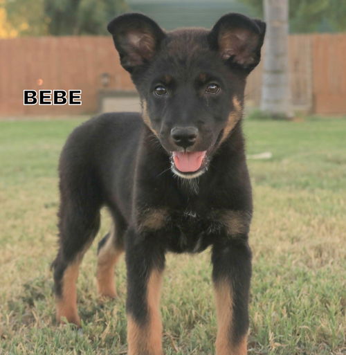 Bebe (Puppy)