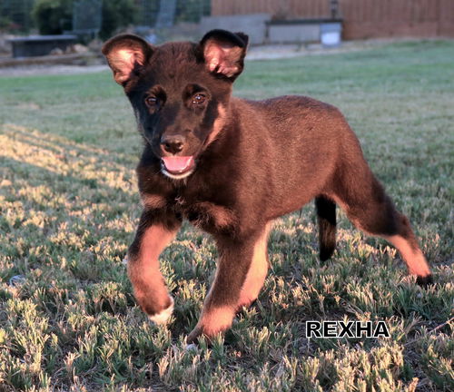 Rexha (Puppy)