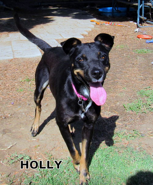 Holly