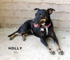 Holly