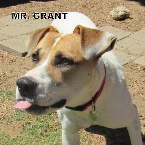 Mr. Grant