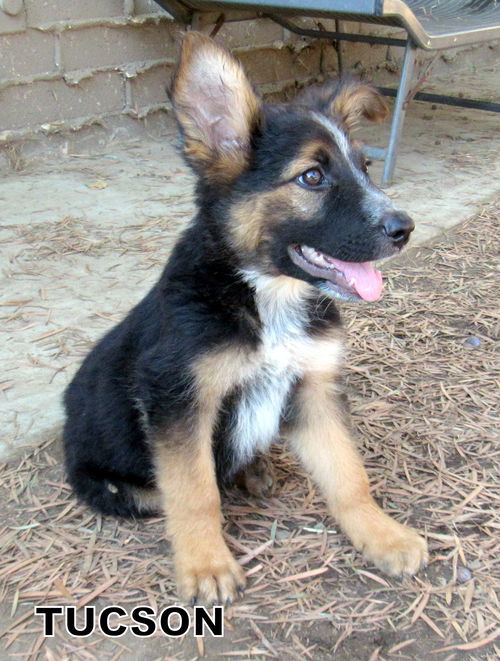 Tucson (Puppy)