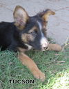 Tucson (Puppy)