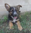 Tucson (Puppy)