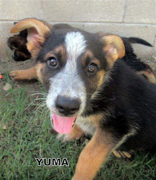 Yuma (Puppy)