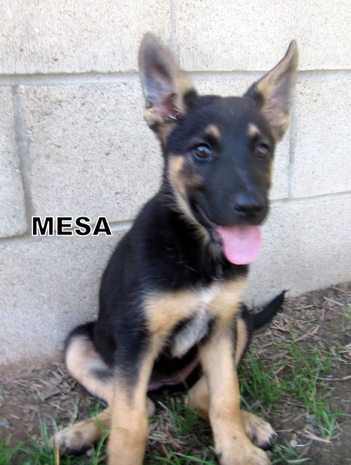 Mesa (Puppy)