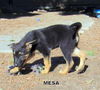 Mesa (Puppy)