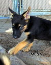 Mesa (Puppy)