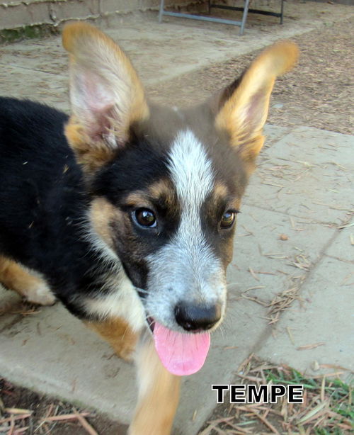 Tempe (Puppy)