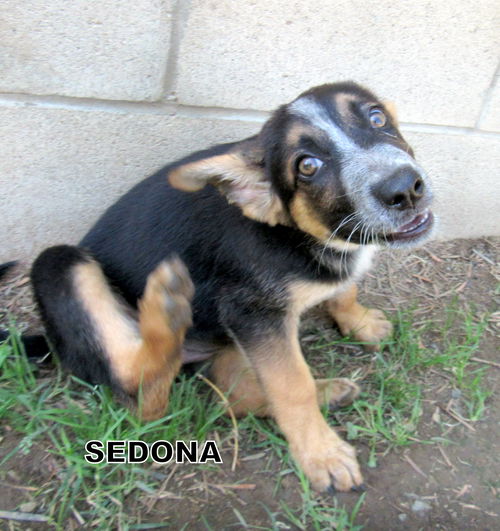 Sedona (Puppy)