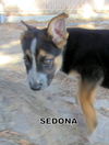 Sedona (Puppy)