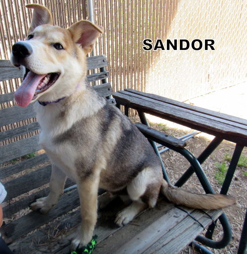 Sandor (Puppy)