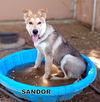 Sandor (Puppy)