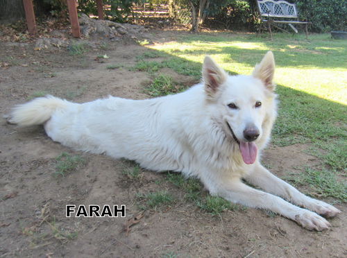 Farah