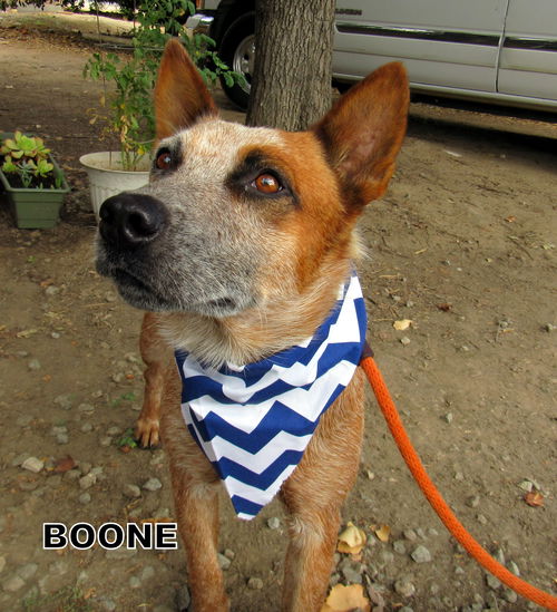 Boone (Ritzy)
