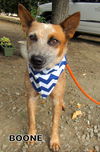 Boone (Ritzy)