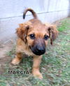 Marcia (Puppy)