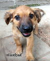 Marcia (Puppy)