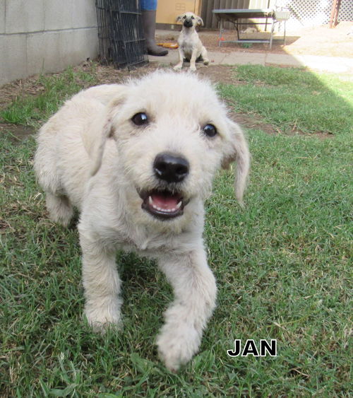 Jan (puppy)