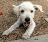 Jan (puppy)