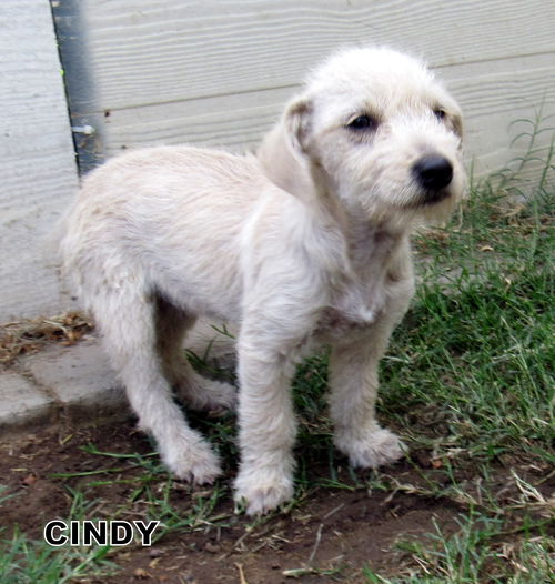 Cindy (Puppy)