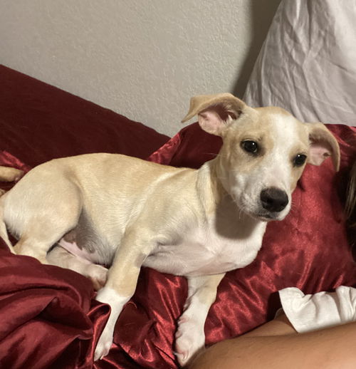 Bobby (Puppy)
