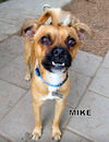 Mike
