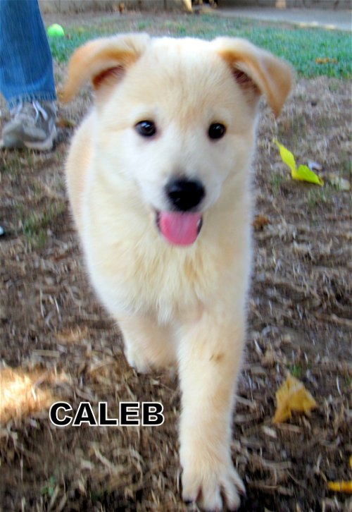 Caleb (Puppy)
