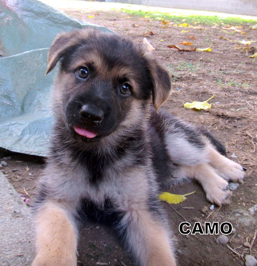 Camo (Puppy)