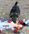 Camo (Puppy)