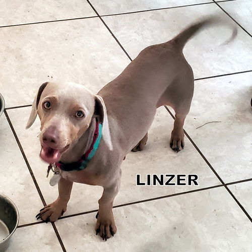 Linzer (Ritzy)