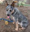 Annie (Ritzy)