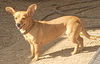 Margo