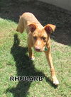 Rhubarb