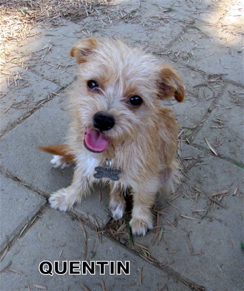 Quentin (Puppy)