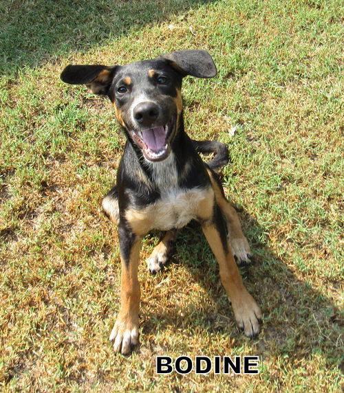 Bodine (Puppy)