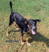Bodine (Puppy)