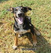 Bodine (Puppy)