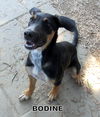 Bodine (Puppy)