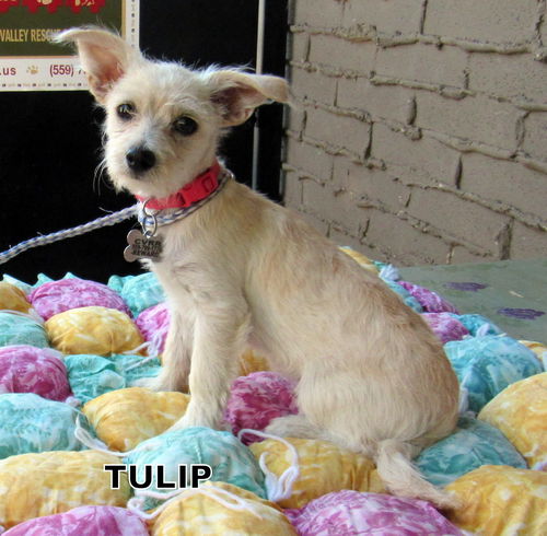 Tulip (Puppy)