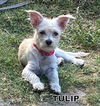 Tulip (Puppy)