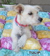 Tulip (Puppy)