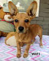 Wifi (Puppy)