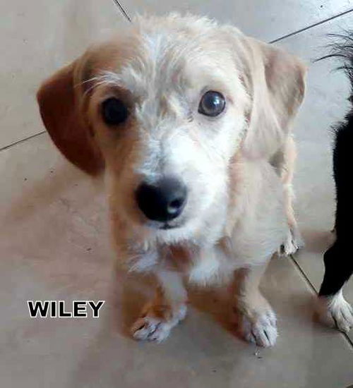 Wiley (Puppy)